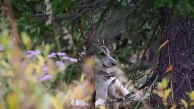 Köpek çimlerin üzerinde uzanıyor. Şarjör. Köpek uzun otların arasında saklanıyor. Köpek çalıların arkasından kameraya bakıyor..