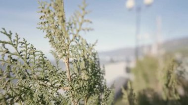 Büyük bir kozalaklı ağaç. Aksiyon. Makro fotoğrafçılıkta denizlerde büyüyen yeşil yapraklı dallar. Yüksek kalite 4k görüntü