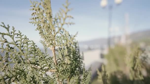 Велике Хвойне Дерево Action Branches Зеленим Листям Ростуть Морі Макрофотографії — стокове відео