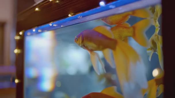 Gouden Vis Actie Een Vis Zwemt Een Aquarium Aquariumvissen Spatten — Stockvideo