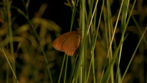 Zbliżenie Pomarańczowy Motyl Pobyt Świeże Zielone Liści Gałęzi Spokój Koncepcji — Wideo stockowe