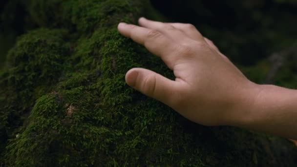 Mos Stenen Het Bos Creatief Close Van Een Kind Hand — Stockvideo