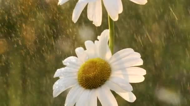 Λευκό Λουλούδι Μαργαρίτα Κάτω Από Ζεστή Καλοκαιρινή Βροχή Δημιουργικό Χαμομήλι — Αρχείο Βίντεο