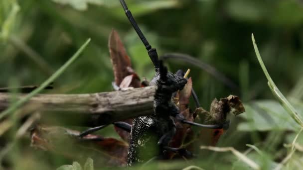 Insekten Sitzen Auf Der Sommerwiese Kreativ Berühren Eines Käfers Mit — Stockvideo
