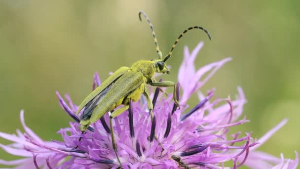 Insekt Sittande Blomknopp Sommarängen Kreativ Bugg Sitter Blommande Blomma Suddig — Stockvideo