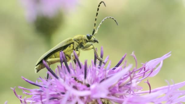 一朵茂盛的紫色花 一种蓬松的花 上面有一只绿色的 有胡须的甲虫 它坐在上面扭动着它的胡须 高质量的4K镜头 — 图库视频影像
