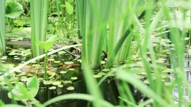 Green Overgrown Swamp Creative Large Dense Green Overgrown Growing Pond — Stock Video