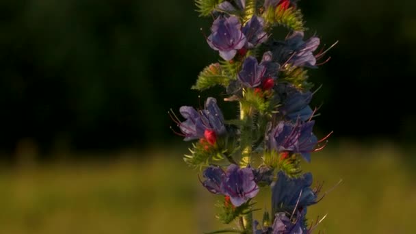 Макрофотография Creative Small Фиолетовые Белые Цветы Растущие Поле Зеленой Травы — стоковое видео