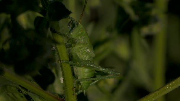 Close Gafanhoto Sentado Uma Haste Verde Prado Verão Criativa Pequeno — Vídeo de Stock