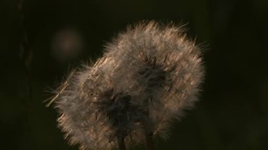 Yumuşak karahindibalar. Yaratıcı. Alışveriş merkezinin çiçekleri güneşte, yeşil çimlerin önünde parlıyor. Yüksek kalite 4k görüntü