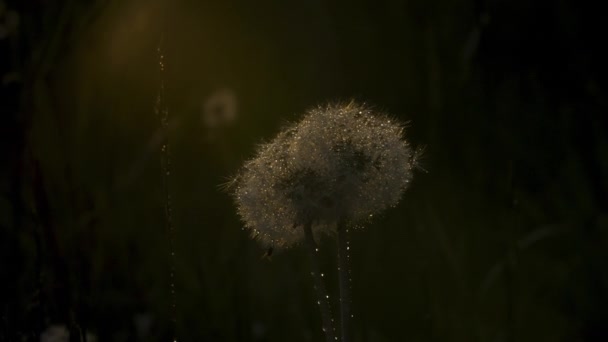 Pissenlits Sous Rosée Froide Petits Pissenlits Blancs Moelleux Dans Herbe — Video