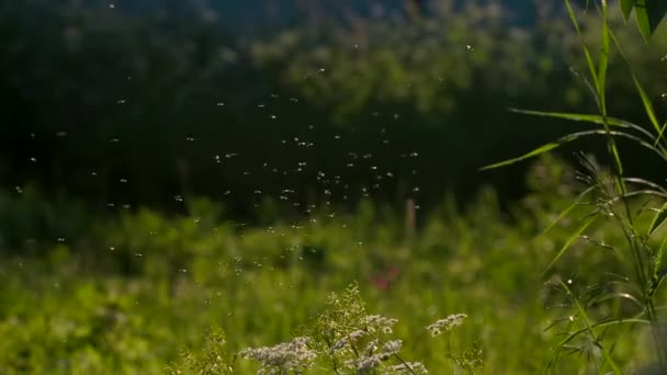 Zbliżenie Roju Karłów Trawie Kreatywny Poranne Muszki Zielonej Trawie Łące — Wideo stockowe