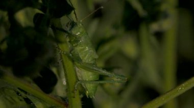 Çimenlerdeki yeşil çekirgelerin yakın çekimi. Yaratıcı. Bitki gövdesinde büyük yeşil bir böcek. Yeşil çekirge ya da çimenlikteki çekirge. Yeşil çayırların Macro dünyası. 