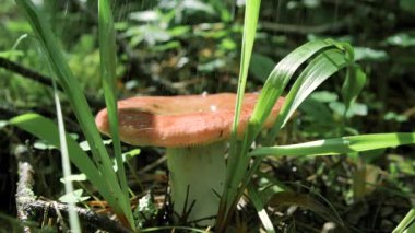 Yaz yağmurlu mantarlara yakın çekim. Yaratıcı. Yeşil çimlerde güzel bir mantar. Yağmur yaz çayırlarında mantarları besler..