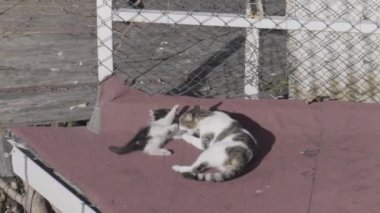 Vahşi kedi ve yavru kedi dışarıda oynuyorlar. Başla. Anne kedi çatıda yatarken kedisini sevgiyle ısırır.