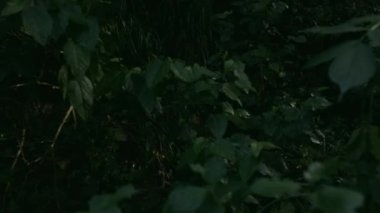Gölgedeki ağaçların yeşil yapraklarını kapat. Yaratıcı. Akşam geç saatlerde yeşil yapraklı doğal arka plan