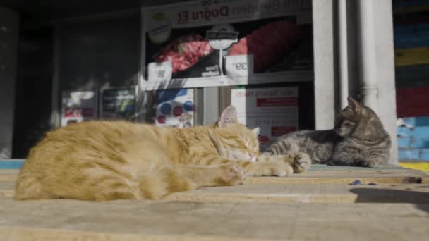 Los Gatos Están Tirados Calle Con Sol Brillante Acción Dos — Vídeos de Stock