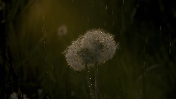 Gyermekláncfű Nyári Esőben Napsugárral Kreatív Pelyhes Pitypangok Esőben Gyönyörű Kerek — Stock videók