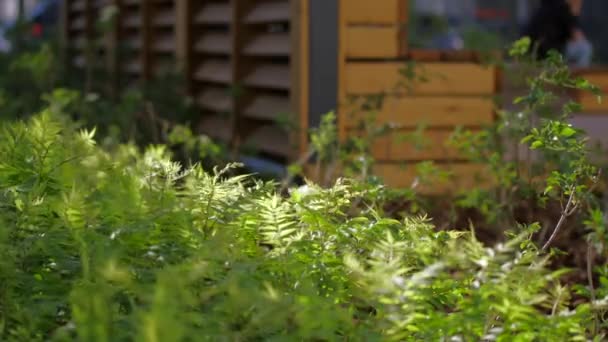風に揺れている緑の草 ストック映像 木製のベンチと花のベッドと花のベッド付きの公園 高品質の4K映像 — ストック動画
