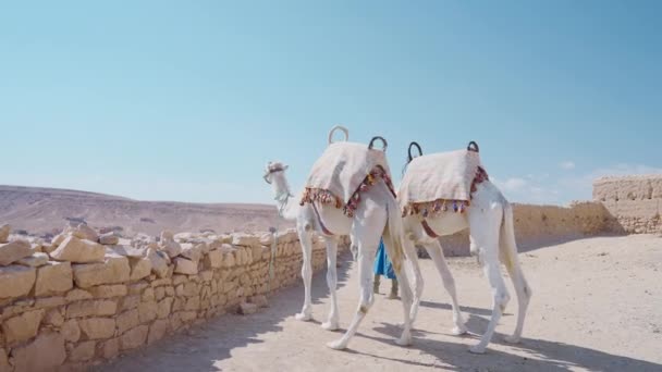 カメルは エジプトの石の塀の近くに立っています アクション 砂漠と青空の背景にある旅行 美しい動物の概念 — ストック動画