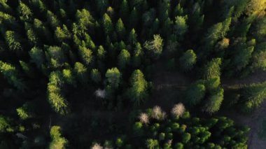 Yaz arazilerinin insansız hava aracı görüntüsü. Kırpın. Yeşil bitkiler, uzun çam ağaçları ve köknar ağaçları olan temiz alanlar. Yüksek kalite 4k görüntü