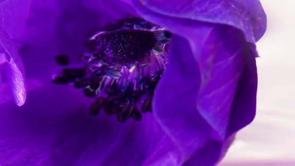 Şeffaf Sakin Suda Alışılmadık Parlak Leylak Çiçeği Tomurcuğuna Yakın Dur — Stok video