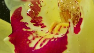 Kırmızı desenli sarı yapraklar. Stok görüntüsü. Canlı çiçeğin daldırıldığı ve kabarcıklarla kaynayan su. Yüksek kaliteli FullHD görüntüler