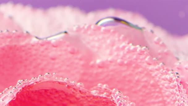 Творча Фотографія Стокове Відео Вода Бульбашками Які Обволікають Свіжі Рожеві — стокове відео