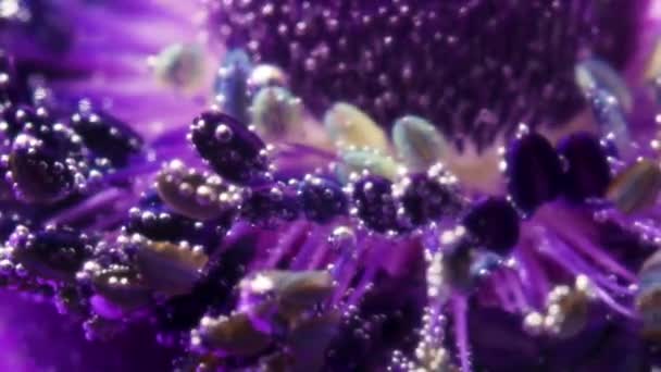 Creatieve Fotografie Voorraad Footage Water Met Bubbels Die Verse Roze — Stockvideo