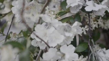 Yeşil yapraklı beyaz kiraz ağacı çiçeğini kapat. Başla. Ağaç dalında açan çiçekler, yaz arkaplanı.