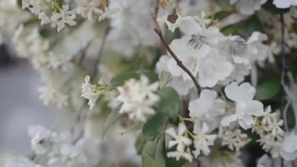 Zamknij Biały Kwiat Wiśni Zielonymi Liśćmi Akcja Kwitnące Kwiaty Gałęzi — Wideo stockowe