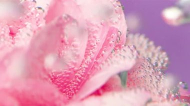 Köpüklü suyun altında narin pembe bir çiçek. Stok görüntüsü. Kocaman narin taç yapraklarıyla suya yerleştirilmiş bir çiçekle köpüren parlak kabarcıklar. Yüksek kaliteli FullHD görüntüler