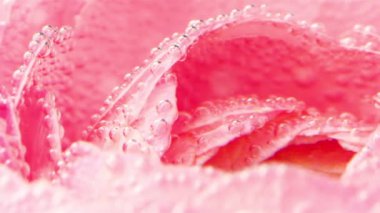 Parlak çiçeğin üzerindeki baloncuklara yakın çekim. Stok görüntüleri. Su kabarcıklarıyla çiçek yapraklarını tazeliyorum. Köpüklü suyun altında parlak çiçekler. 