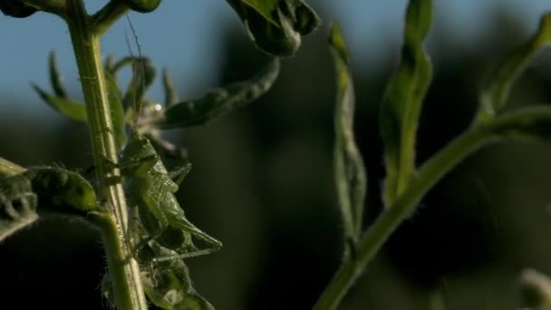 Close Van Een Sprinkhaan Verstopt Zich Achter Een Grassteel Creatief — Stockvideo