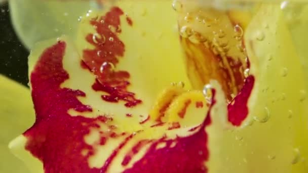 泡の流れと美しい黄色の花 ストック映像 泡立った水の花 花と水中の泡のストリームのクローズアップ — ストック動画