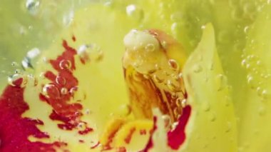 Baloncuklu güzel sarı çiçek. Stok görüntüleri. Kabaran suda çiçek. Sudaki kabarcıkların çiçekli akışına yakın çekim. 