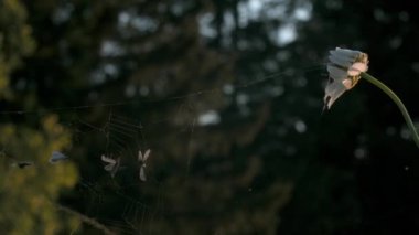 Örümcek ağına yakalanan kurbanlara yakın çekim. Yaratıcı. Yaz otlağının bulanık yeşil arkaplanı