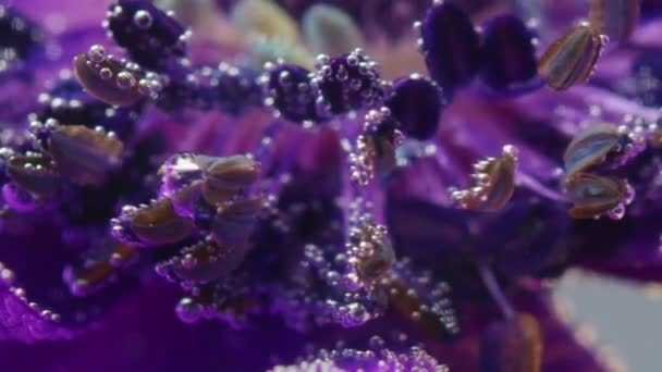 Bloemen Gevoelige Achtergrond Voorraadbeelden Macro Weergave Van Een Bloeiende Zachte — Stockvideo