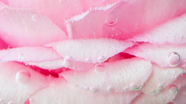 靠近一个被微小气泡覆盖的水下玫瑰花蕾 库存录像 浅粉色玫瑰的花序背景 — 图库视频影像