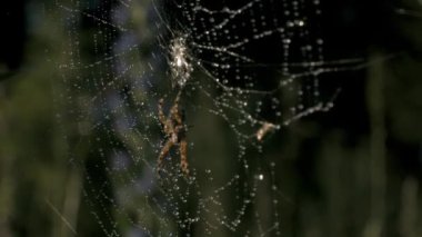 İnternetteki büyük vahşi örümceğe yakın çekim. Yaratıcı. Doğada örümcek ağı üzerine tarantula. Büyük örümcek güneşli yaz gününde ağda. 