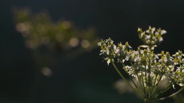  Rüzgar beyaz çiçekler salıyor. Yaratıcı. Rüzgâr yüzünden farklı yönlere hareket eden küçük çiçeklerle dolu bir tarla. Yüksek kaliteli FullHD görüntüler