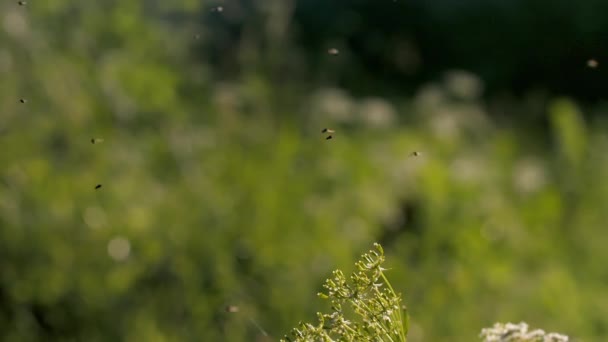 Gros Plan Insectes Survolant Des Fleurs Sauvages Créatif Les Moucherons — Video