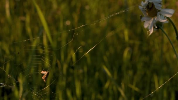 Edderkopper Væver Spind Blomster Kreative Små Insekter Der Gør Næsten – Stock-video