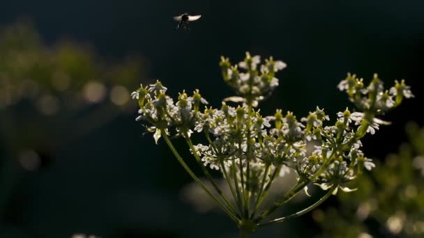 Yabani Çiçeklerin Üzerinde Uçan Böceklerin Yakın Çekimi Yaratıcı Midge Ler — Stok video