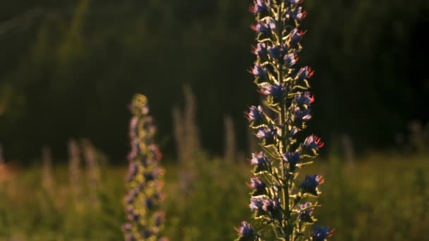 Zbliżenie Pięknego Dzikiego Kwiatu Światłem Słonecznym Kreatywny Piękny Wydłużony Kwiat — Wideo stockowe