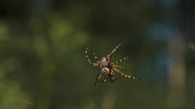 İnternetteki büyük vahşi örümceğe yakın çekim. Yaratıcı. Doğada örümcek ağı üzerine tarantula. Büyük örümcek güneşli yaz gününde ağda. 