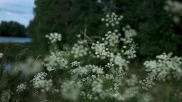 Άνεμος Που Φυσάει Λευκά Λουλούδια Δημιουργικό Ένα Χωράφι Μικρά Λουλούδια — Αρχείο Βίντεο
