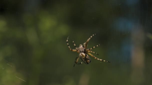 ウェブ上の野生の大きなクモのクローズアップ クリエイティブ タランチュラは自然界のクモのウェブ上で 晴れた夏の日にウェブ上の大きなクモ — ストック動画