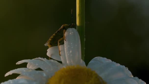 Großaufnahme Von Käfer Auf Gänseblümchen Sitzend Kreativ Schönes Gänseblümchen Mit — Stockvideo