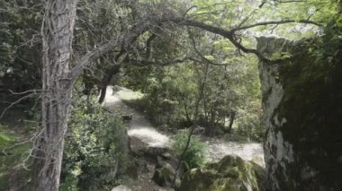 Ağaçlı ve taşlı yeşil ormandaki patika manzarası. Başla. Yeşil, güneşli ormanda küçük taşlı kuru bir ağaç. Güneşli bir günde yol ve kaldırım taşlarıyla gizemli yeşil orman. 